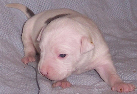 Immortalz Sassy Sally